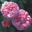 Rosa Centifolia